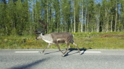 Ein Rentier auf der Strasse Ein Rentier auf der Strasse
